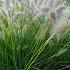 Pennisetum al. 'Gelbstiel'