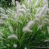 Pennisetum al. 'Gelbstiel'