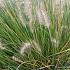 Pennisetum al. 'Gelbstiel'