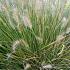 Pennisetum al. 'Gelbstiel'