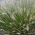 Pennisetum al. 'Gelbstiel'