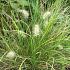 Pennisetum al. 'Little Bunny'