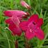 Penstemon 'Andenken an F. Hahn'