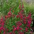 Penstemon 'Andenken an F. Hahn'