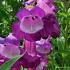 Penstemon 'Purple Passion'