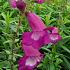 Penstemon 'Purple Passion'