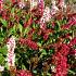 Persicaria aff. 'Darjeeling Red'