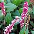 Persicaria aff. 'Superba'