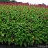 Persicaria amplexicaulis