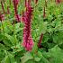 Persicaria amplexicaulis