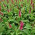 Persicaria amplexicaulis