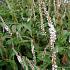 Persicaria a. 'Alba'