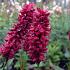 Persicaria a. 'Blackfield'