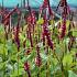 Persicaria a. 'Blackfield'