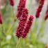 Persicaria a. 'Fat Domino'