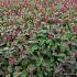 Persicaria a. 'Lisan'