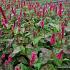 Persicaria a. 'Lisan'