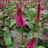 Persicaria a. 'Lisan'