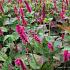 Persicaria a. 'Lisan'