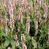 Persicaria a. 'Rosea'