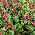 Persicaria a. 'Taurus'