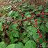 Persicaria filiformis