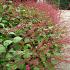 Persicaria filiformis