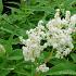 Persicaria polymorpha