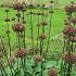 Phlomis russeliana