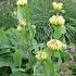 Phlomis russeliana