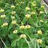 Phlomis russeliana