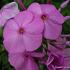 Phlox (M) 'Alpha'