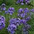 Phlox (P) 'Blue Paradise'