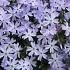 Phlox (S) 'Emerald Cushion Blue'