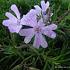 Phlox (S) 'G.F. Wilson'