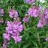 Physostegia v. 'Bouquet Rose'