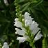 Physostegia v. 'Summer Snow'