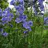 Polemonium caeruleum