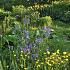 Polemonium caeruleum