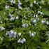 Polemonium reptans