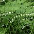 Polygonatum multiflorum