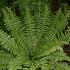 Polystichum braunii