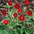 Potentilla atrosanguinea