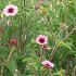 Potentilla nep. 'Miss Willmott'