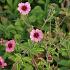 Potentilla nep. 'Miss Willmott'