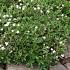 Potentilla tridentata 'Nuuk'