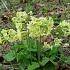 Primula elatior