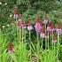 Primula vialii