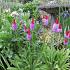 Primula vialii