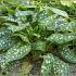 Pulmonaria off. 'Sissinghurst White